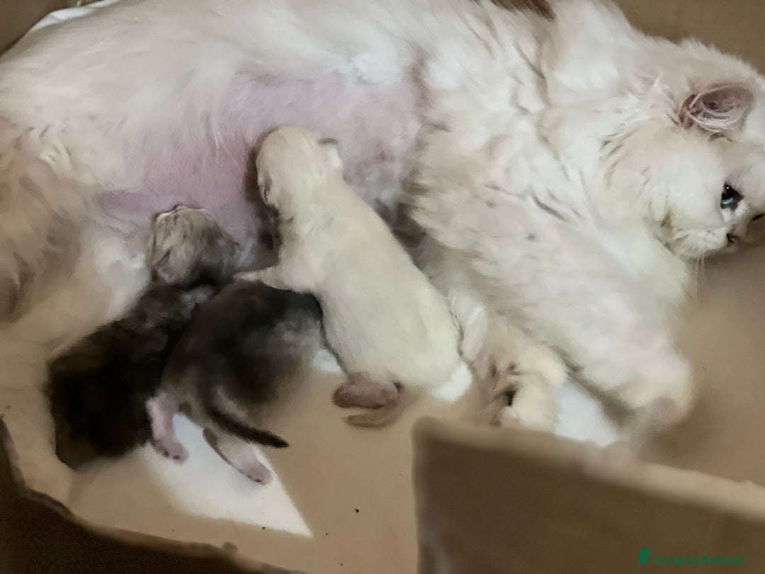 British gatti in vendita: British longhair - Annuncio 16