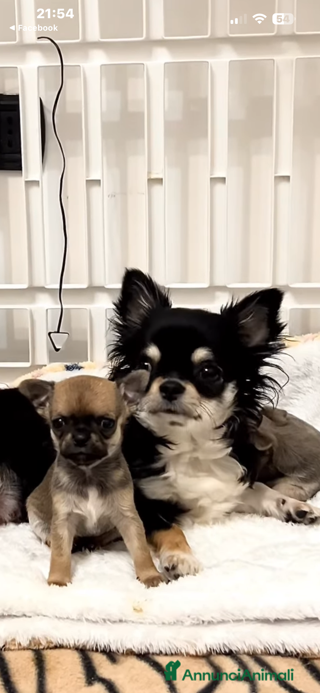 Chihuahua cani in vendita: Chihuahua  - Annuncio 6