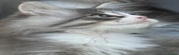 Siberiano gatti in vendita: cucciolo di gatto siberiano ipoallergico  - Annuncio 9