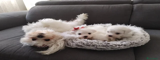 Kimi 