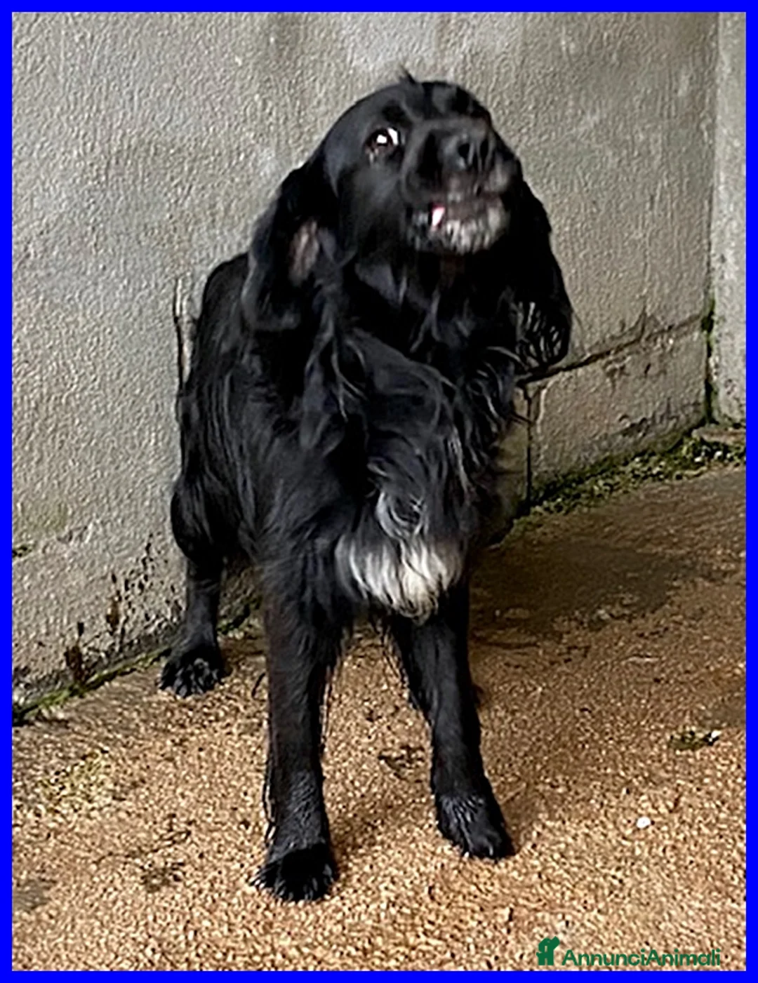 Meticcio cani in regalo: ROC nonnino disperato per l'abbandono a Città metropolitana di Milano - Annuncio 2