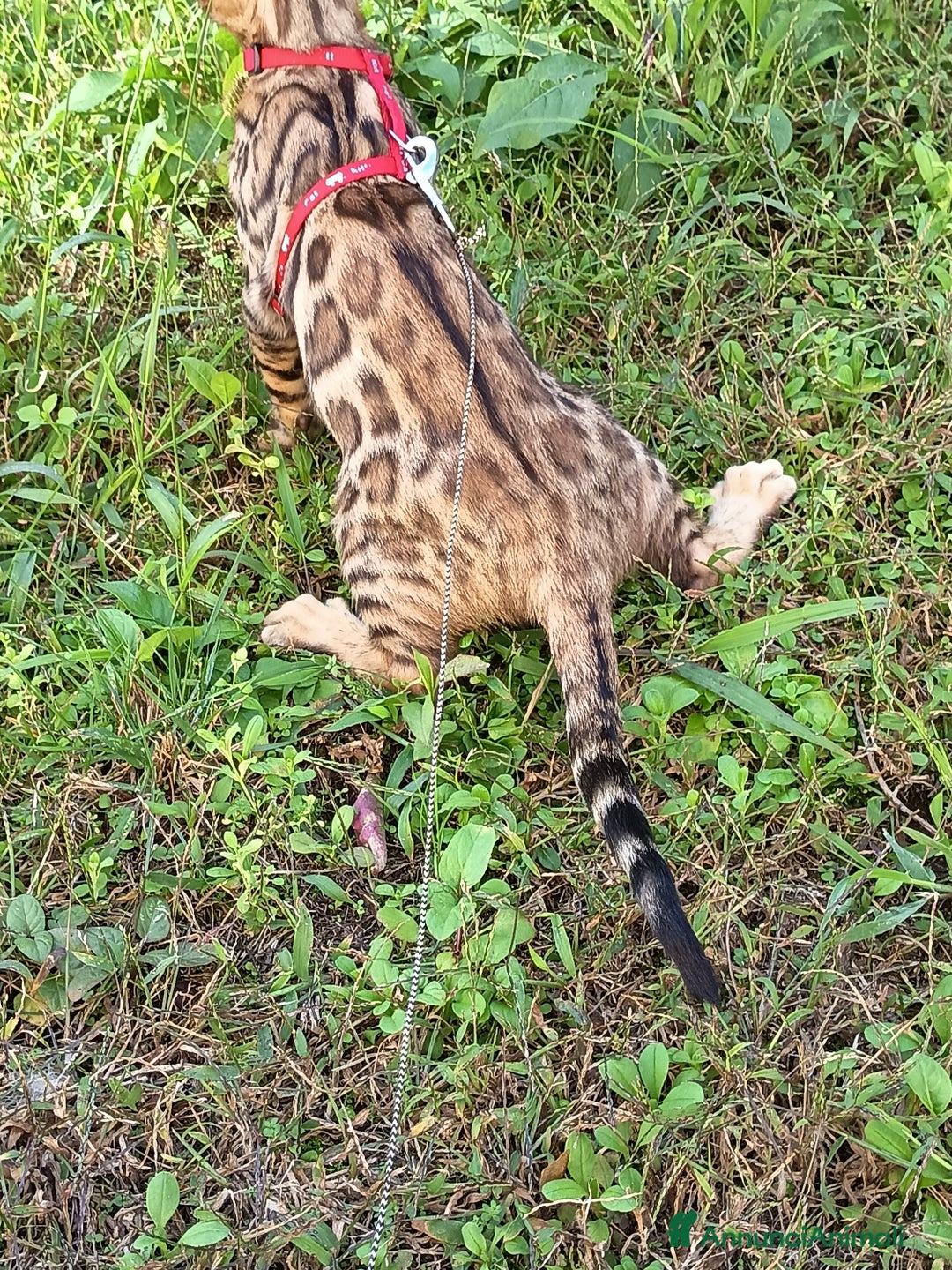 Bengala gatti in vendita: Maschietto di rara colorazione dorata 😻 - Annuncio 3