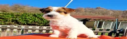 Jack Russell cani in vendita: Cucciol0 Jack ruvid0 - Annuncio 20