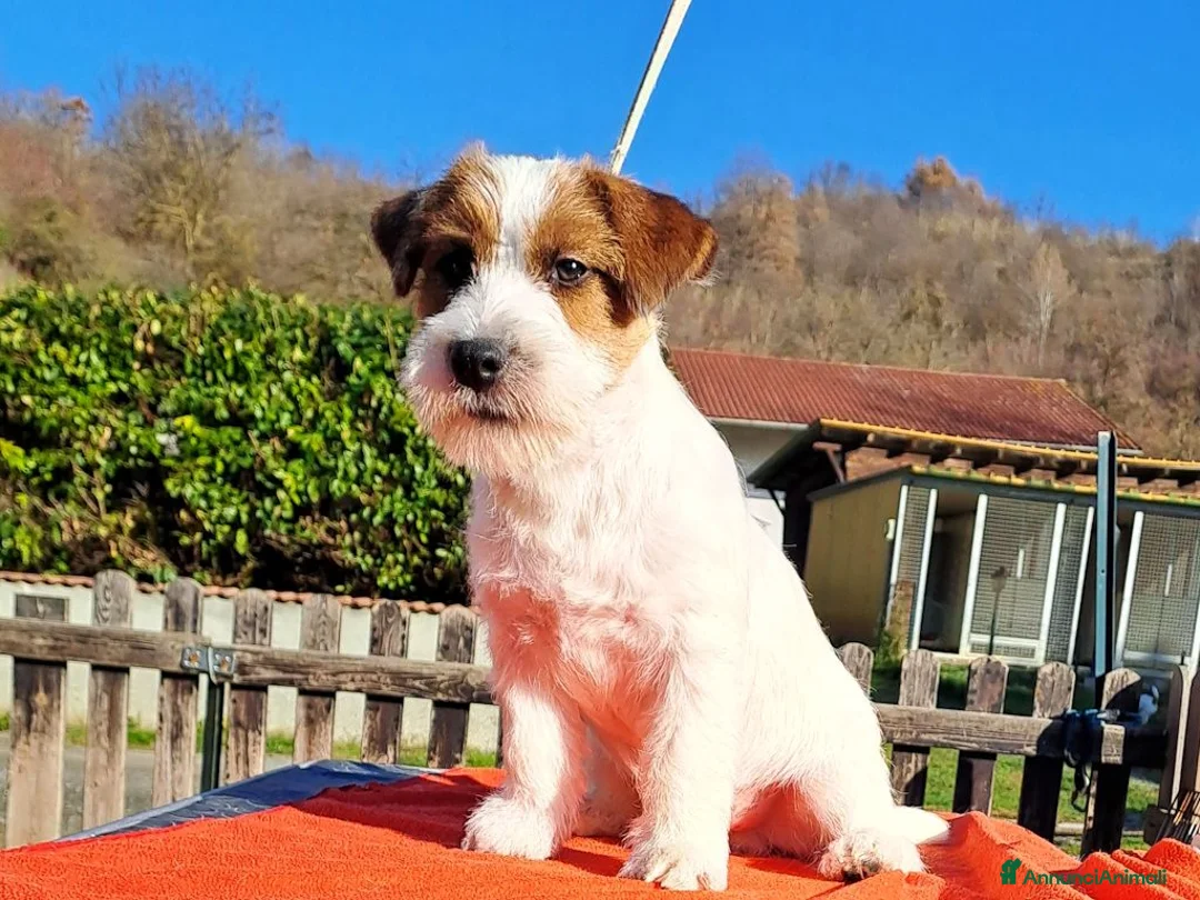 Jack Russell cani in vendita: Cucciol0 Jack ruvid0 - Annuncio 20
