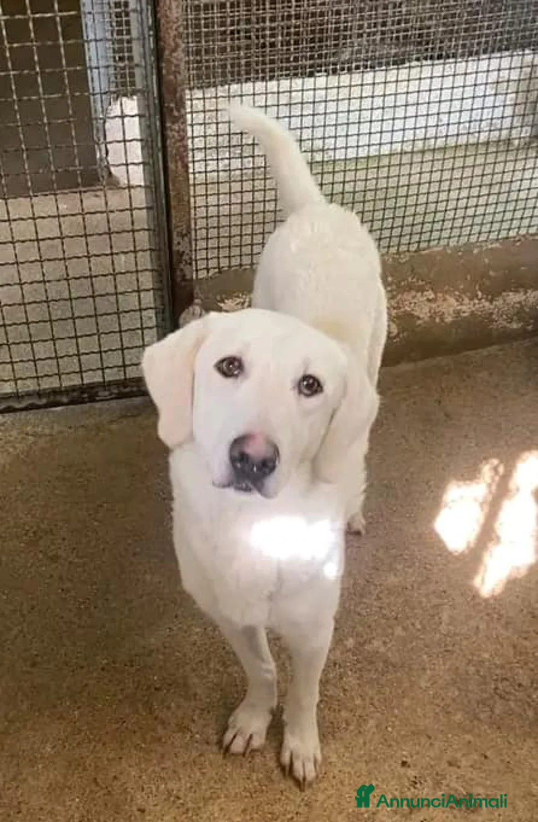 Meticcio cani in regalo: LERRY determinato tg mediogrande - Annuncio 3