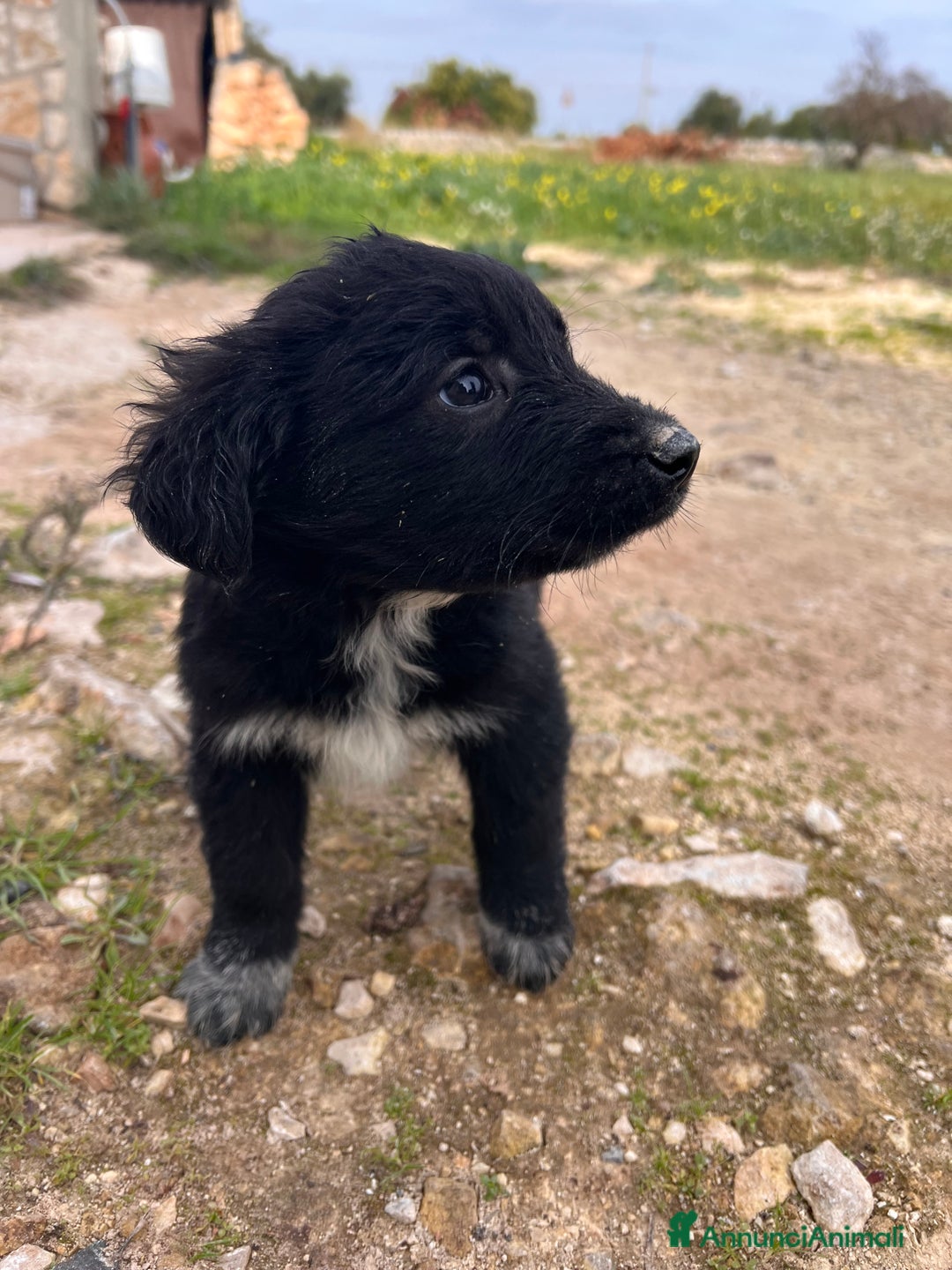 Meticcio cani in regalo: IN REGALO!!!!! - Annuncio 5