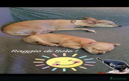 Chihuahua cani in vendita: Chihuahua Cuccioli stupendi a Città metropolitana di Roma Capitale - Immagine 23