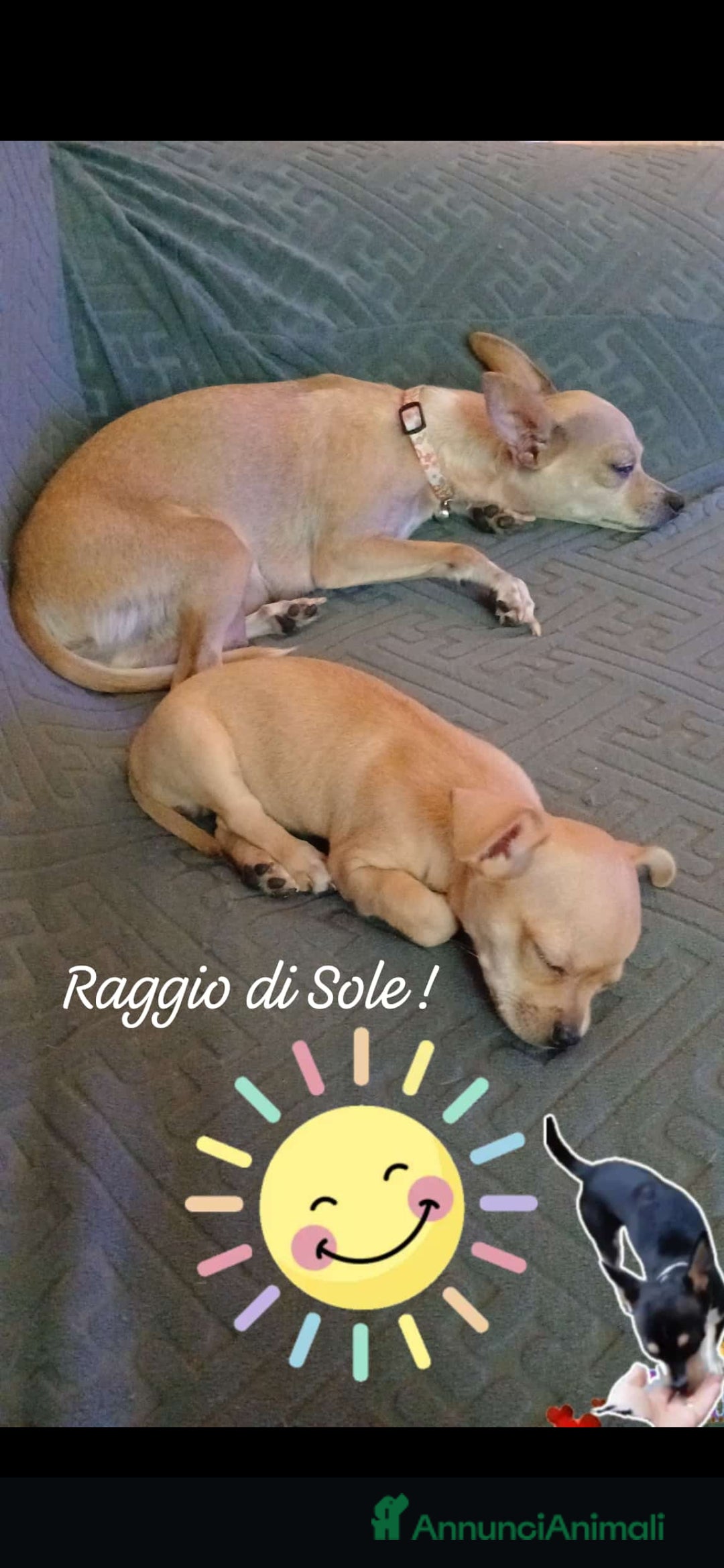 Chihuahua cani in vendita: Chihuahua Cuccioli stupendi a Città metropolitana di Roma Capitale - Immagine 23
