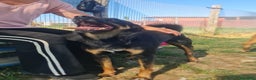 Meticcio cani in regalo: Up, simpaticissimo simil pincher  a Provincia di Latina - Annuncio 4