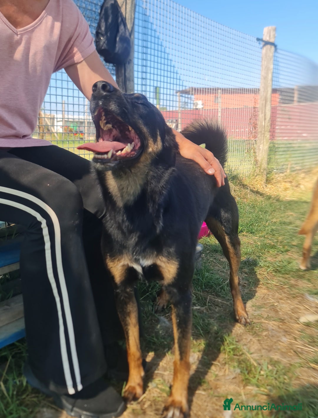 Meticcio cani in regalo: Up, simpaticissimo simil pincher  a Provincia di Latina - Immagine 4