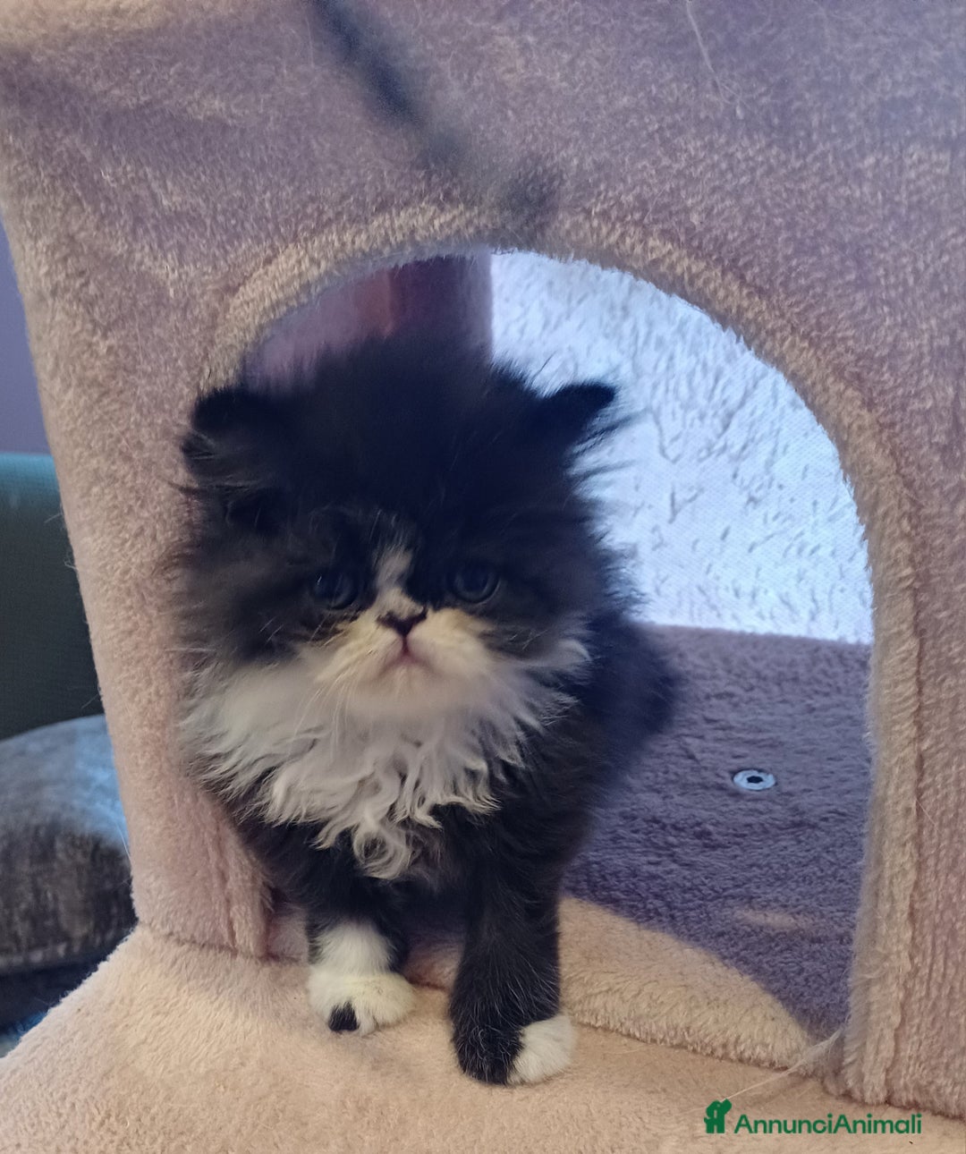 Persiano gatti in vendita: Cuccioli persiani  a Provincia di Ravenna - Immagine 3