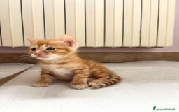 Bengala gatti in vendita: Cuccioli Bengala  a Città Metropolitana di Torino - Immagine 3