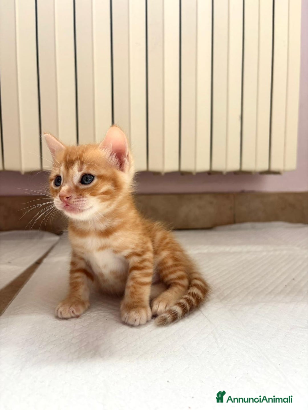 Bengala gatti in vendita: Cuccioli Bengala  a Città Metropolitana di Torino - Immagine 3