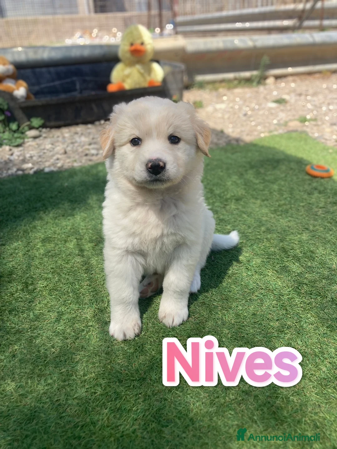Meticcio cani in regalo: Cuccioli buttati in strada come spazzatura a Provincia di Modena - Annuncio 1