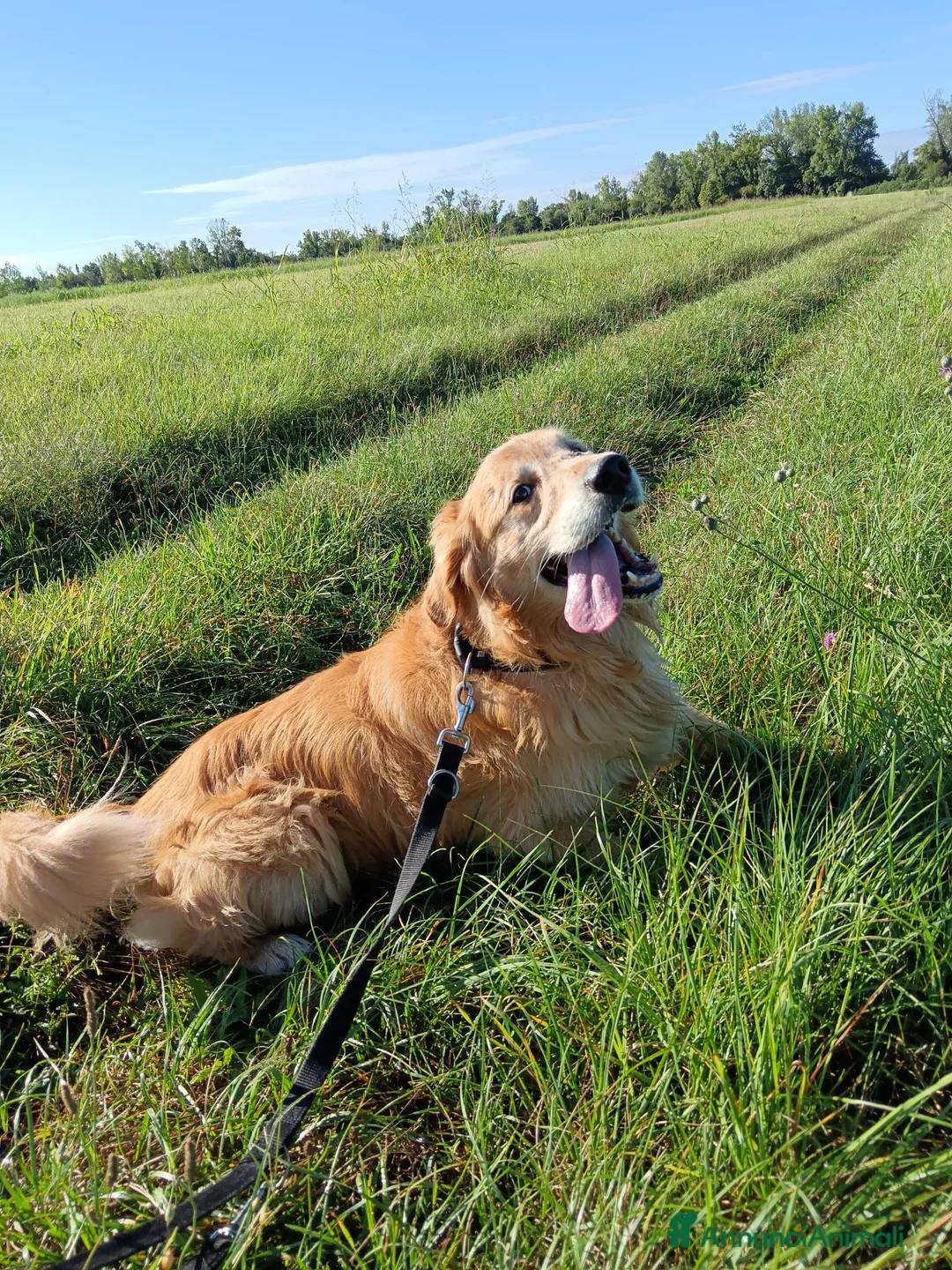 Golden Retriever cani per accoppiamento: Sebastian - Annuncio 4