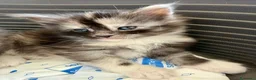 Maine Coon gatti in vendita: Cuccioli maine coon MCO pedigree 01 aprile 26 - Annuncio 5