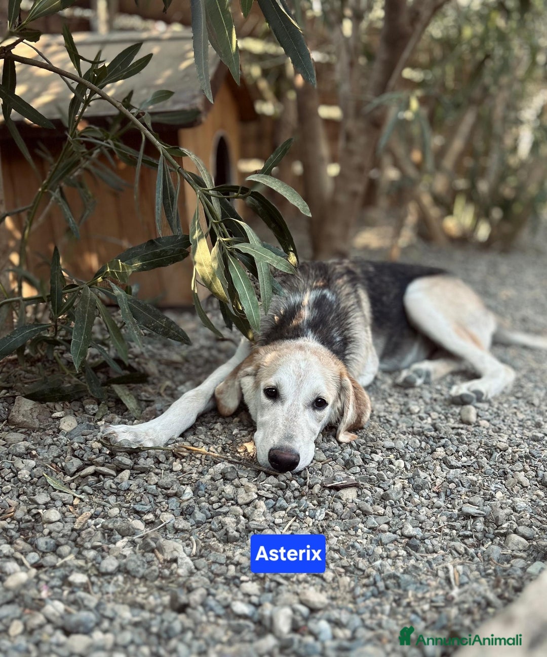 Meticcio cani in regalo: Angy Alex Arcibaldo Antony Asterix e Ambrogio - Annuncio 6