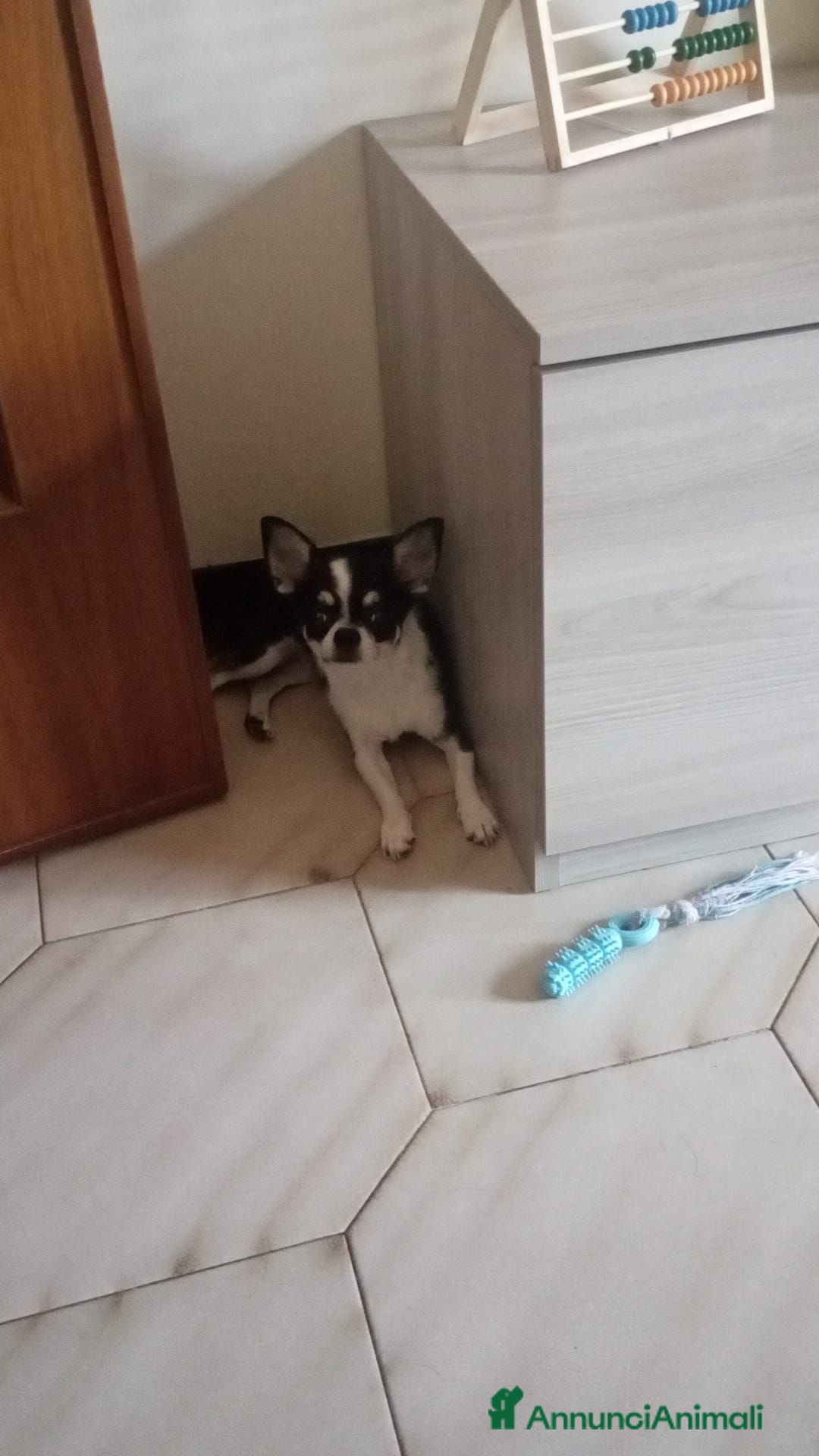 Chihuahua cani Cucciola Chiwawa toy  - Annuncio 1