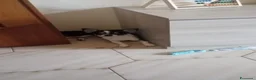 Chihuahua cani in vendita: Cucciola Chiwawa toy  a Città metropolitana di Catania - Annuncio 1