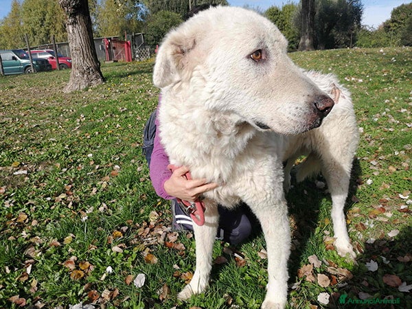 Meticcio cani TIBERIO PRIMA CHE SIA TROPPO TARDI - Annuncio 2
