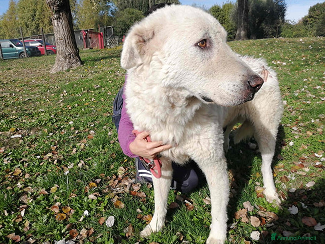 Meticcio cani in regalo: TIBERIO PRIMA CHE SIA TROPPO TARDI - Annuncio 1