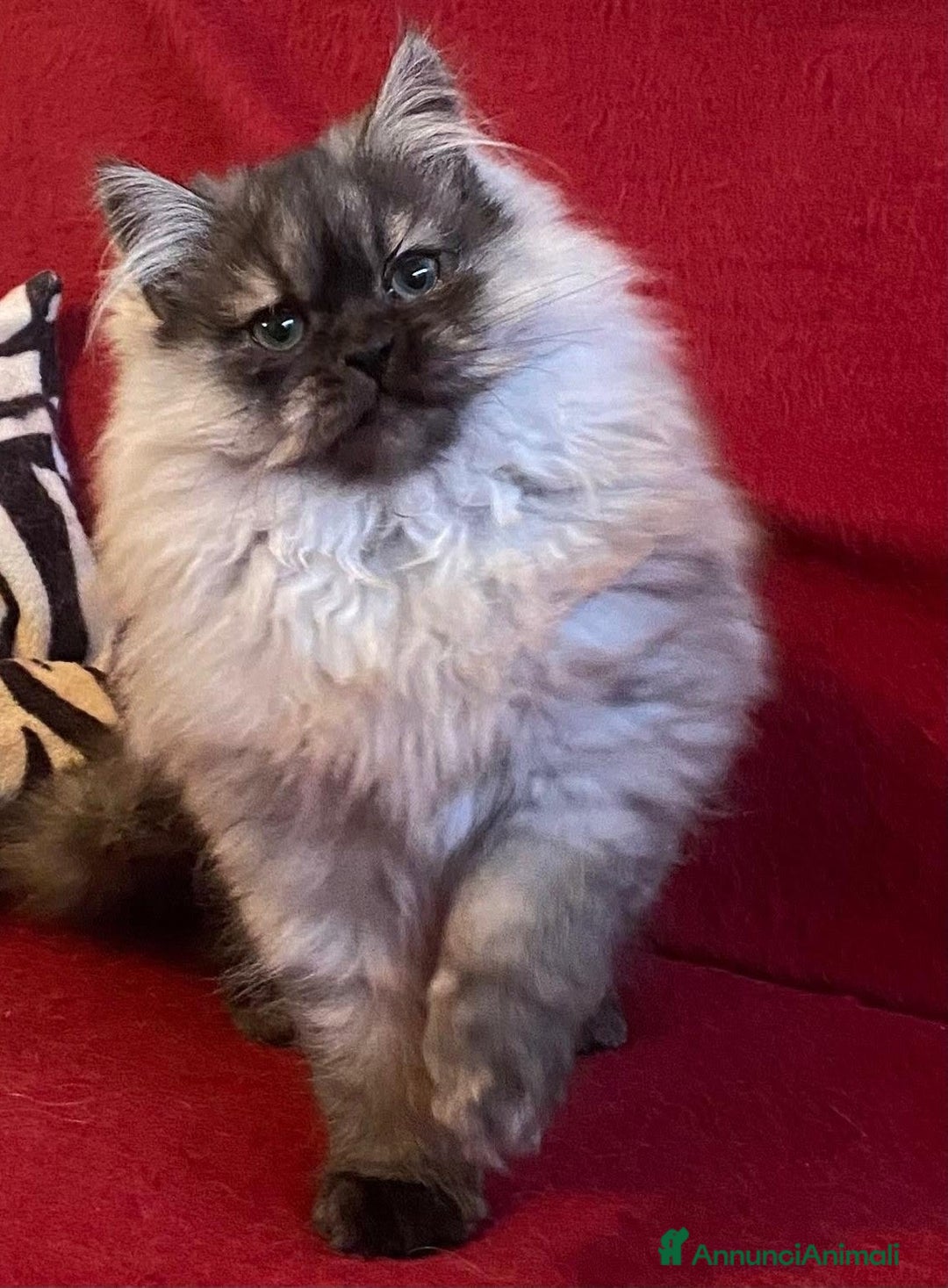 Persiano gatti in vendita: Cucciolo di persiani normotipo MASCHIO  - Annuncio 13