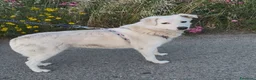 Meticcio cani in regalo: Wilma  - Annuncio 3