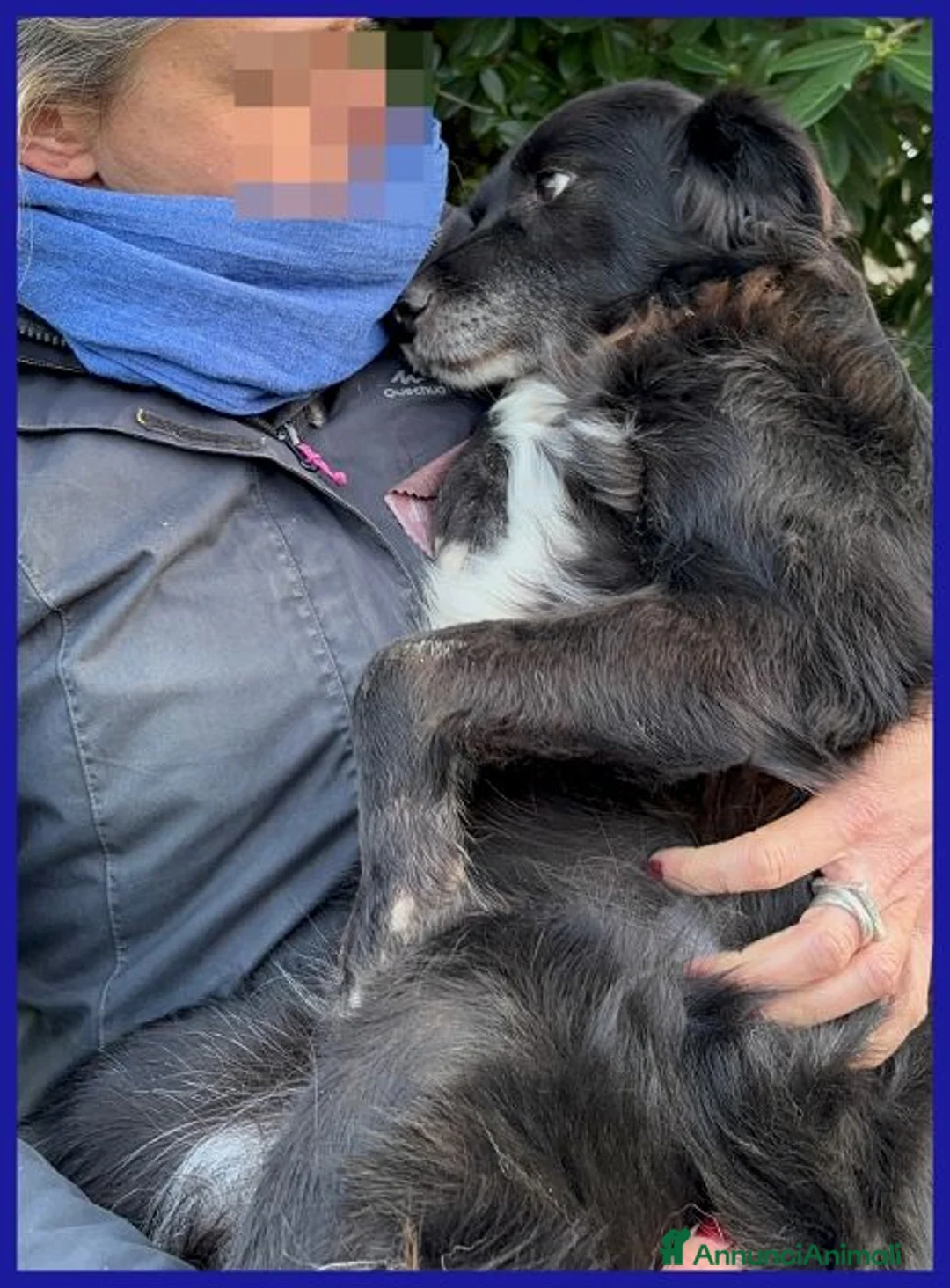 Meticcio cani in regalo: DAJE vivace e dolcissimo - Annuncio 2