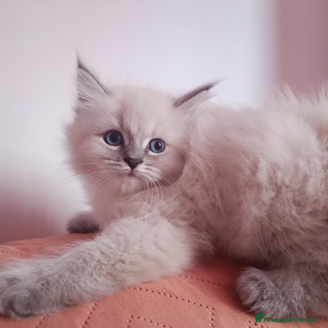 Siberiano gatti in vendita: Cuccioli siberiani  - Annuncio 5