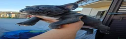 Bulldog Francese cani in vendita: Cuccioli di bulldog francese a Provincia di Perugia - Annuncio 24