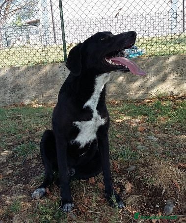Meticcio cani GALILEO buono e simpatico - Annuncio 1