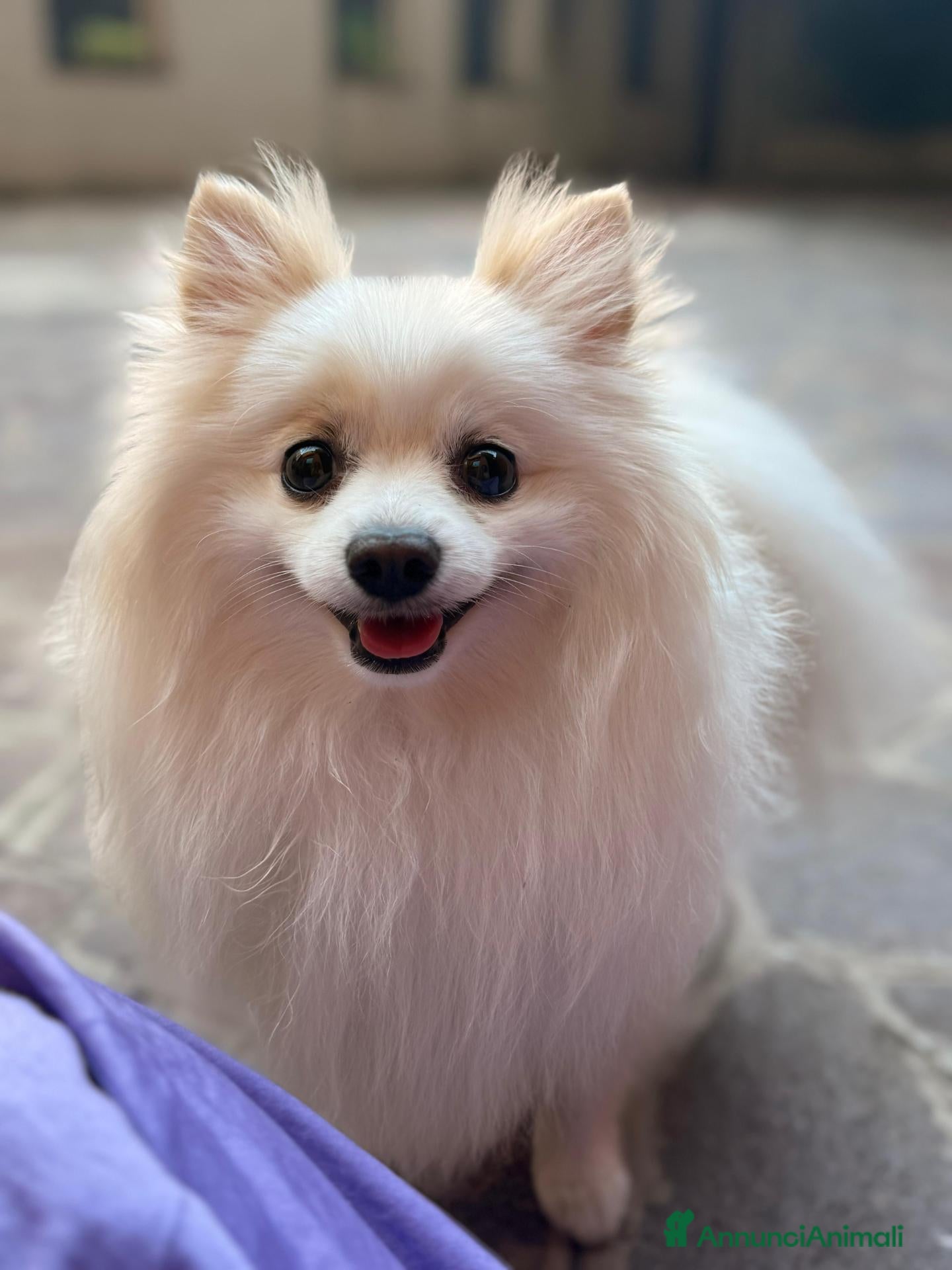Spitz cani Cercasi femmina per cuccioli  - Annuncio 24