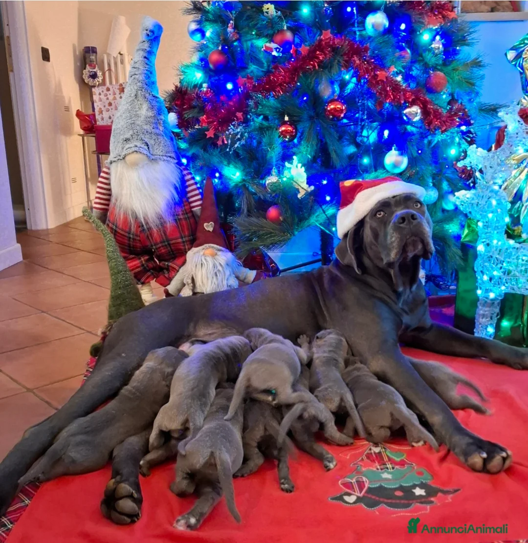 Cane Corso cani in vendita: Cucciola di cane corso disponibile  - Annuncio 2