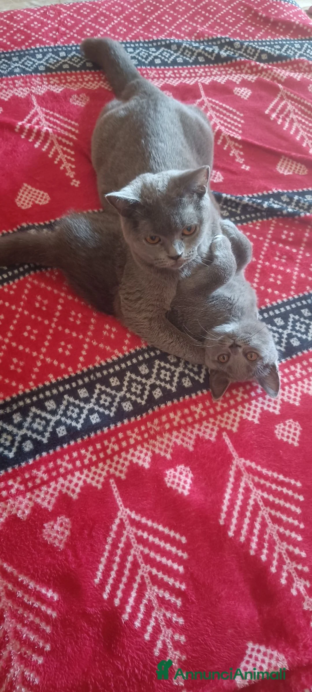 British gatti in vendita: Affettuoso cucciolo  - Annuncio 1