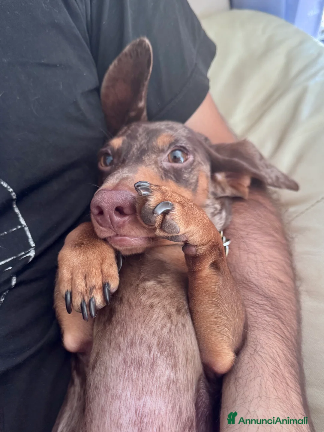 Bassotto cani per accoppiamento: Disponibile bassotto Arlecchino per monta - Annuncio 15