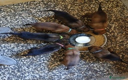 Pastore Belga cani in vendita: Pastore Belga cuccioli a Venedig - Immagine 9