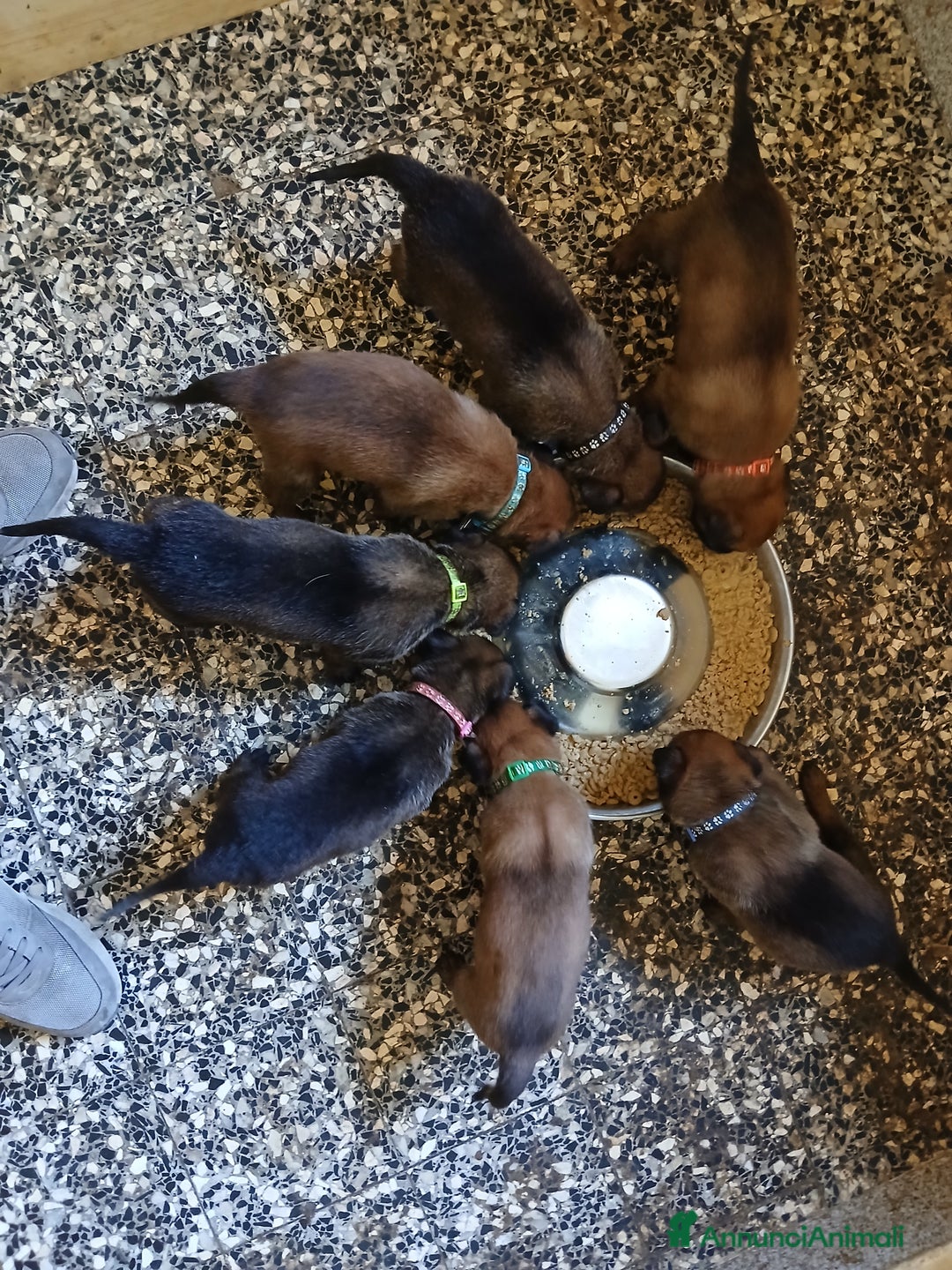 Pastore Belga cani in vendita: Pastore Belga cuccioli a Venedig - Immagine 9
