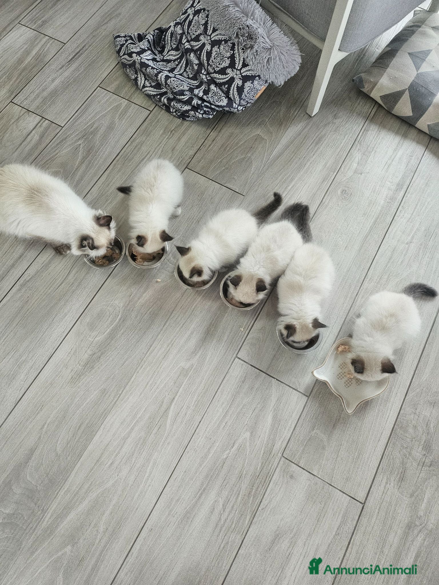 Sacro di Birmania gatti Cuccioli Sacro di Birmania disponibili  - Annuncio 4