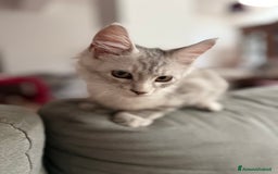 Maine Coon gatti in vendita: Dolcissimo cucciolo di Maine coon disponibile  a Città metropolitana di Roma Capitale - Immagine 7
