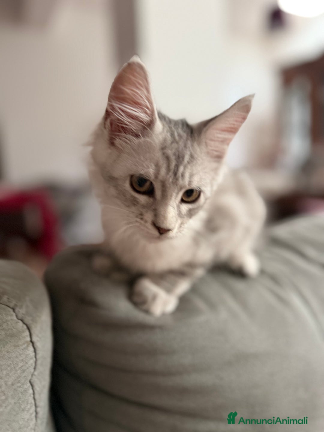 Maine Coon gatti in vendita: Dolcissimo cucciolo di Maine coon disponibile  a Città metropolitana di Roma Capitale - Immagine 7
