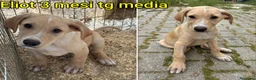 Meticcio cani in regalo: TANTI CUCCIOLI SOLI! a Provincia di Vicenza - Annuncio 7