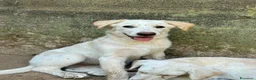 Meticcio cani in regalo: Vera sorride e cerca casa 🏡 a Città metropolitana di Milano - Annuncio 2