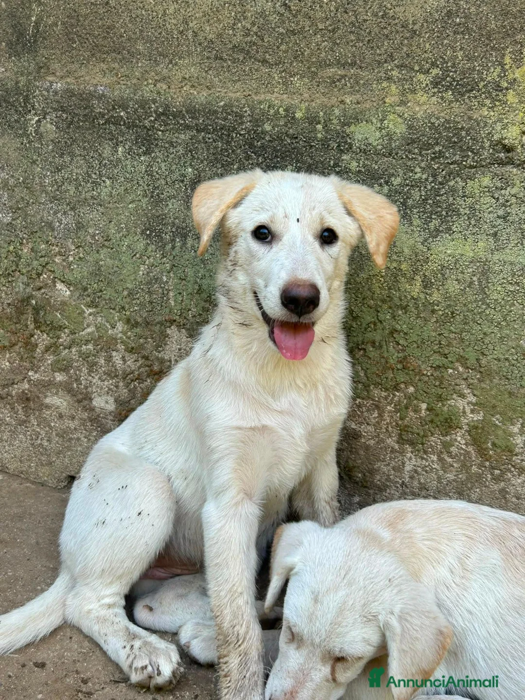 Meticcio cani in regalo: Vera sorride e cerca casa 🏡 a Città metropolitana di Milano - Annuncio 2