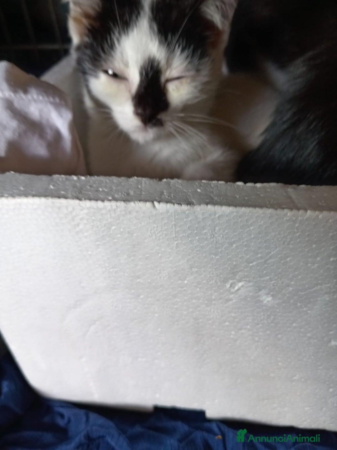 Europeo gatti in regalo: cuccioli 2 mesi e mezzo cercano casa🤍 - Annuncio 3