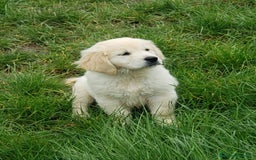 Golden Retriever cani in vendita: Cuccioli di Golden Retriever a Province of Terni - Immagine 3