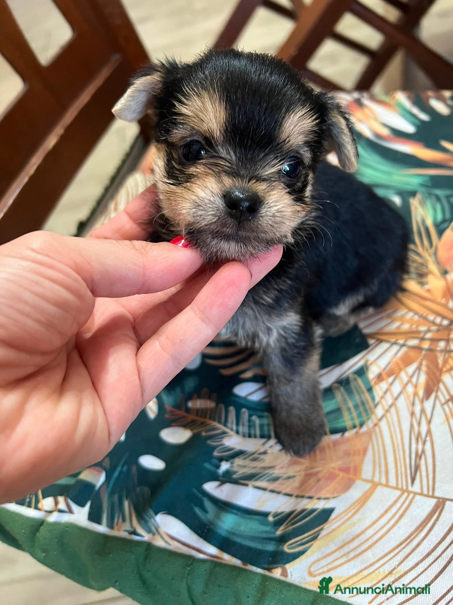 Meticcio cani Mini maschietto figlio di yorkshire e chihuahua  - Annuncio 17