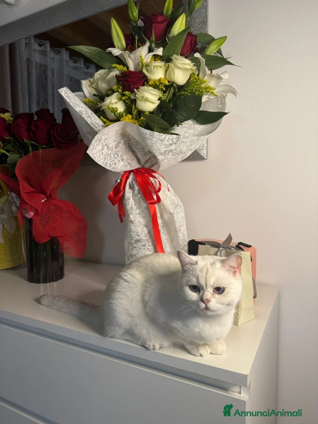 Scottish gatti in vendita: Scottish Fold  - Annuncio 1