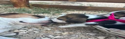 Beagle cani in vendita: Cuccioli di Beagle  - Annuncio 2