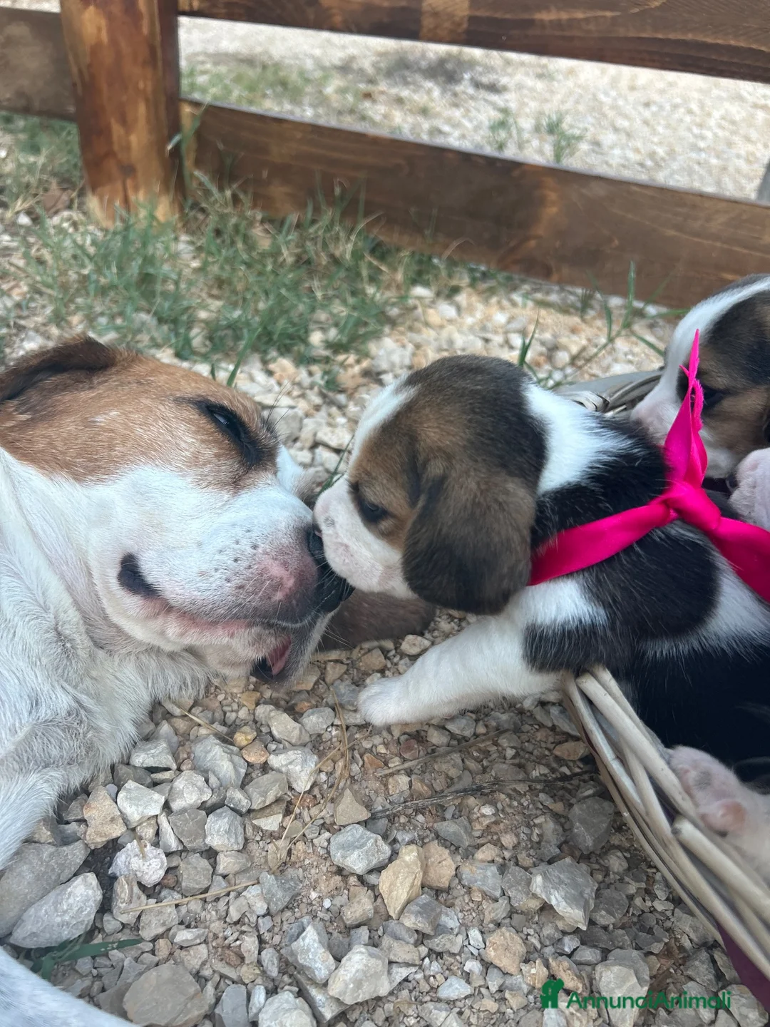 Beagle cani in vendita: Cuccioli di Beagle  - Annuncio 2