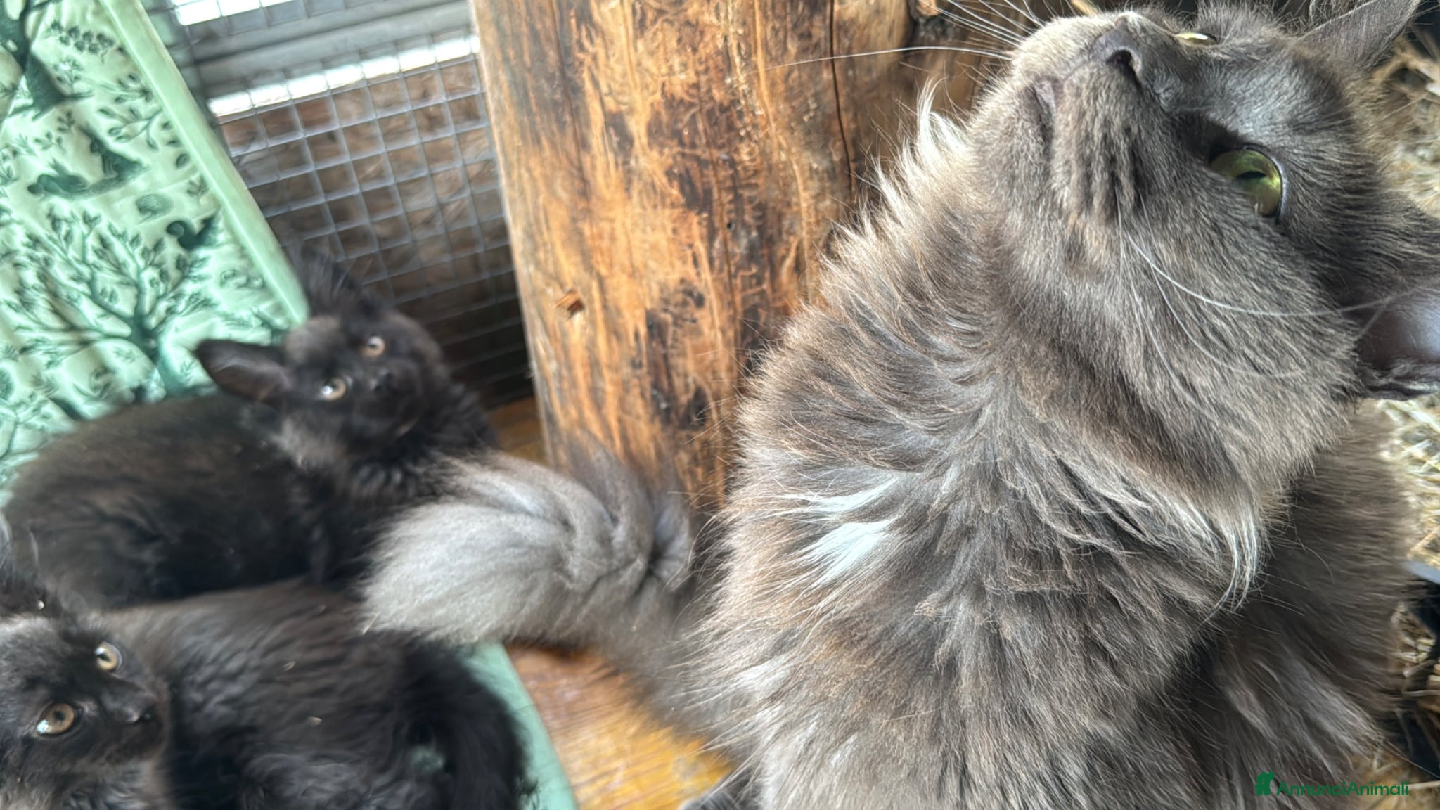 Maine Coon gatti in vendita: Cuccioli di maine coon manto black smoke - Annuncio 6